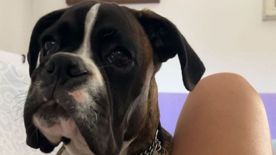 Prince, il cucciolo di boxer