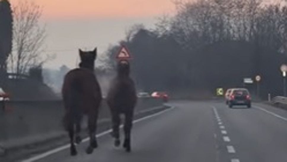 Due frame della corsa dei cavalli sulla Novedratese