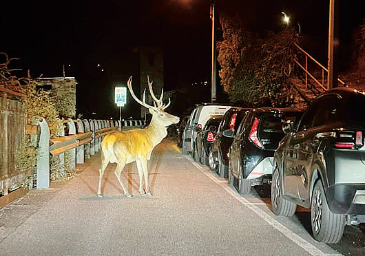 Troppi cervi sulle strade . Da oggi la caccia di selezione