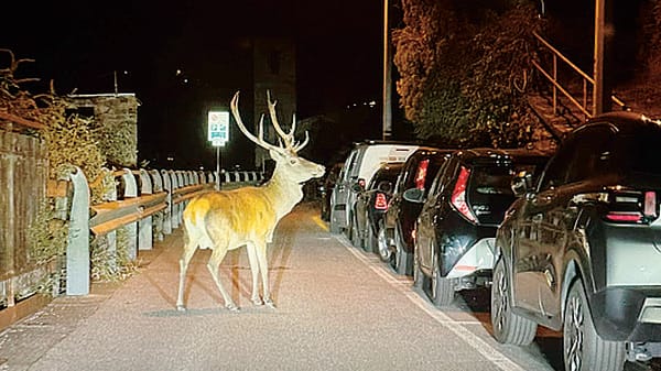 Troppi cervi sulle strade . Da oggi la caccia di selezione