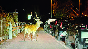 Troppi cervi sulle strade . Da oggi la caccia di selezione