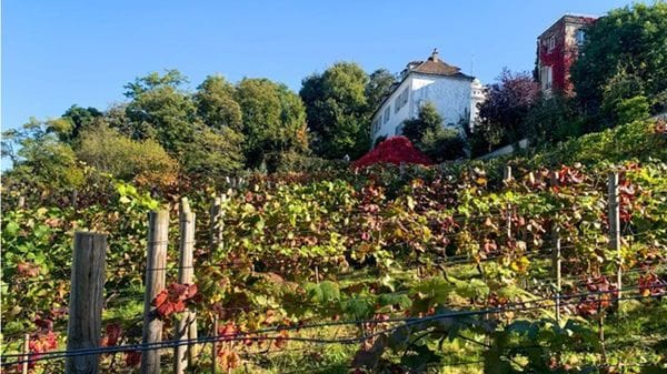 Parigi d’autunno: cosa vedere. Dai vigneti di Montmartre alle grandi mostre