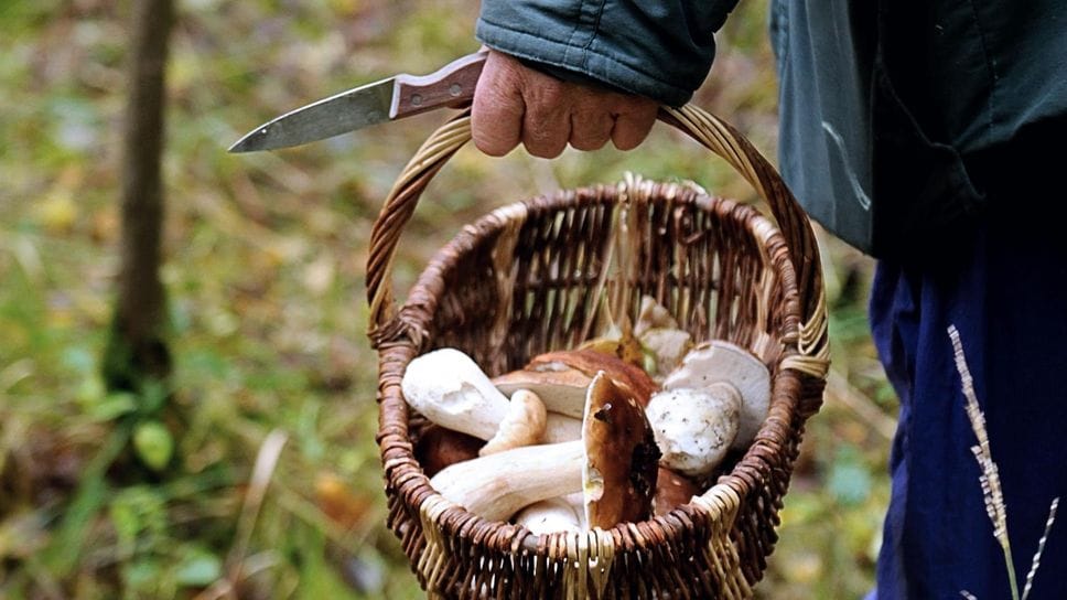 Tre intossicati per i funghi. Confiscati 17 chilogrammi