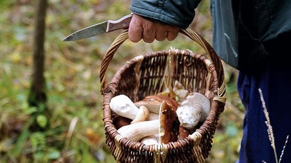 Tre intossicati per i funghi. Confiscati 17 chilogrammi