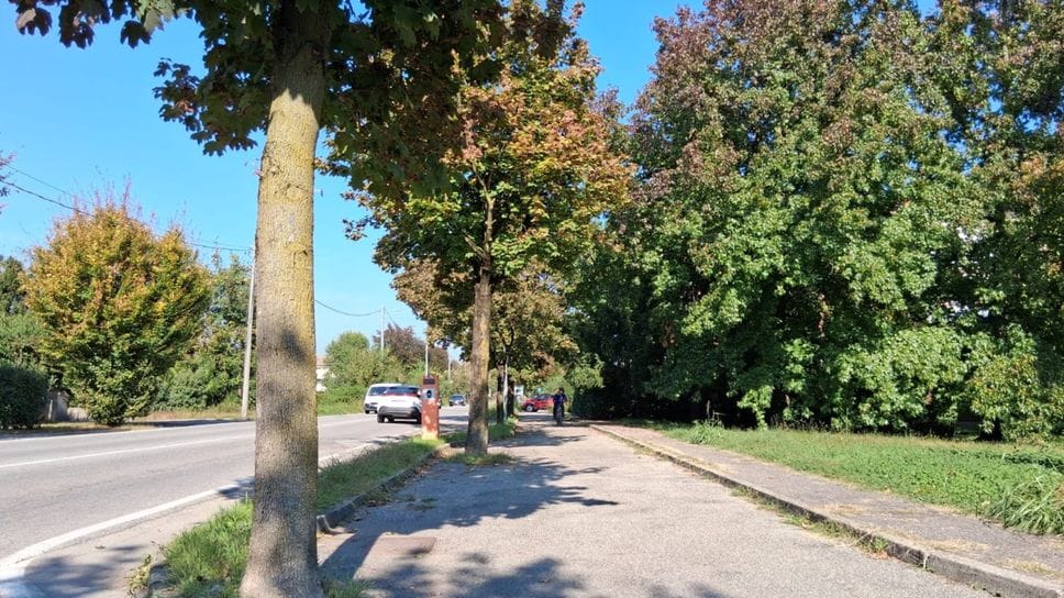 Interventi urgenti sul verde a Mariano: potature e giù tutti gli alberi danneggiati 