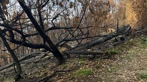 A piedi tra gli spettri del Monte Goj. I lavori entro l’anno