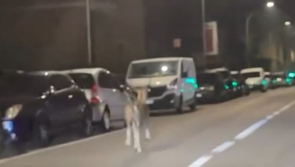 Cervo in strada a Camerlata e Muggiò, motociclista schivato. I video