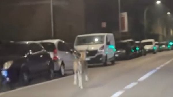 Cervo in strada a Camerlata e Muggiò, motociclista schivato. I video