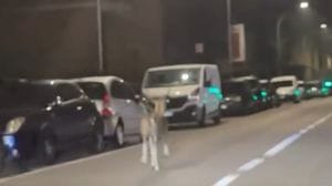 Cervo in strada a Camerlata e Muggiò, motociclista schivato. I video
