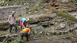 Piante morte nel torrente. Rimosse un centinaio