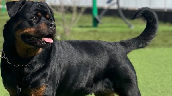 «Aggrediti da tre cani lasciati liberi. Non è la prima volta che succede»