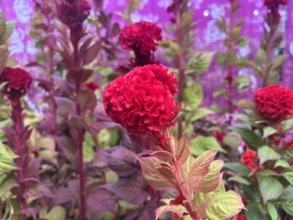 Orticolario, foto e video del venerdì. Premiati Luigi Serafini e “Rosa velata”. Mantero:«Il giardino è il luogo della fantasia»
