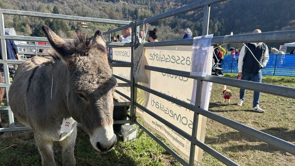 Torna la Fera de Barni: grande attesa per la Festa dell’Asino