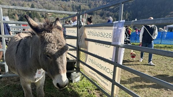 Torna la Fera de Barni: grande attesa per la Festa dell’Asino