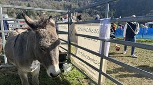 Torna la Fera de Barni: grande attesa per la Festa dell’Asino