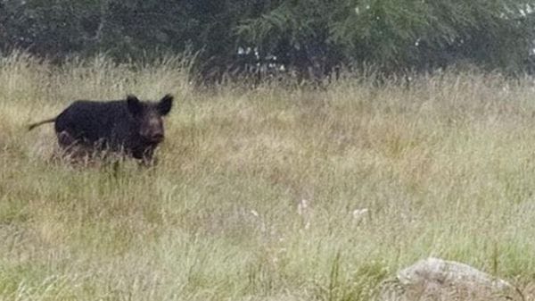 Appiano, emergenza cinghiali al Parco Pineta: domani un incontro dedicato