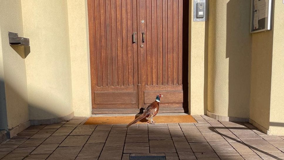 La fagianella “bussa” al municipio