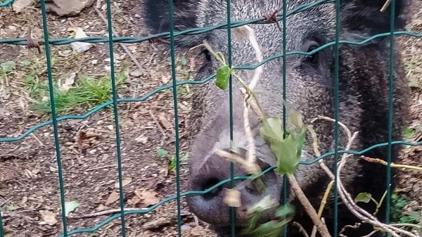 I cinghiali del Parco,«una situazione insostenibile». L’alleanza per sterminarli