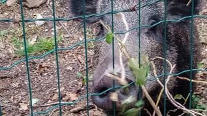 I cinghiali del Parco,«una situazione insostenibile». L’alleanza per sterminarli