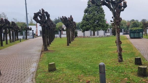 Gli alpini sistemano i tigli del cimitero