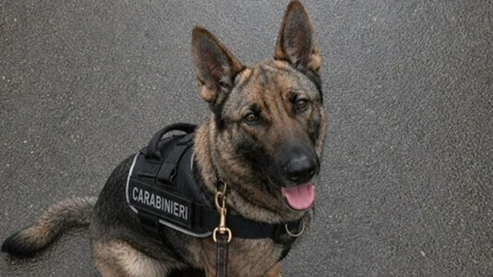 Lipomo, blitz antidroga: due arresti e una denuncia. Decisivo il fiuto di “Roxy”