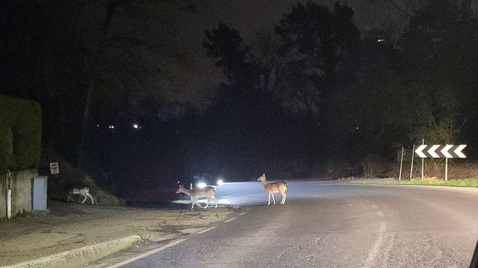 I daini mentre attraversano ad Olgelasca: un’auto rischia di investirli