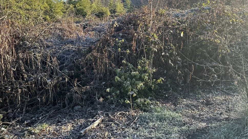 Un’immagine degli la zona abbandonata prevista per gli orti