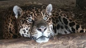 Immagine per 5bb350d4-0853-11f1-8e99-59a411c1f2b9