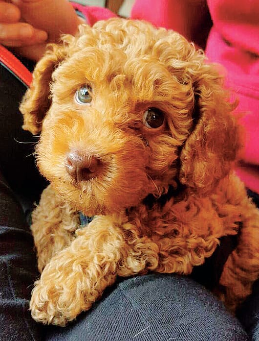 Barboni e barboncini scalzano dal podio i jack russel