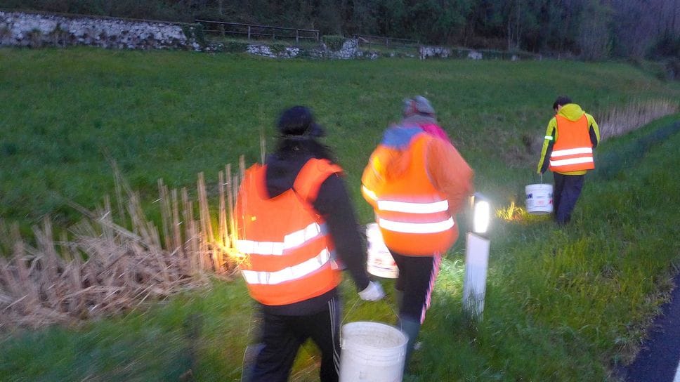 Alcuni volontari in azione per salvare i rospi