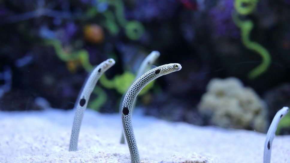 Secondo gli autori del saggio dalle anguille e dalla loro modalità riproduttiva possiamo recuperare la tutela del nostro eros e mistero