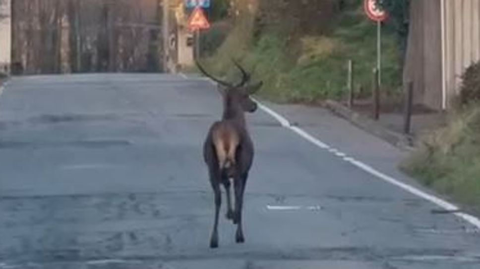Un cervo a spasso in via Indipendenza, a Olgiate Comasco