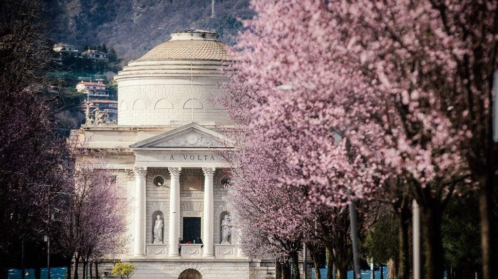 I filari di ciliegi ornamentali davanti al Tempio Voltiano