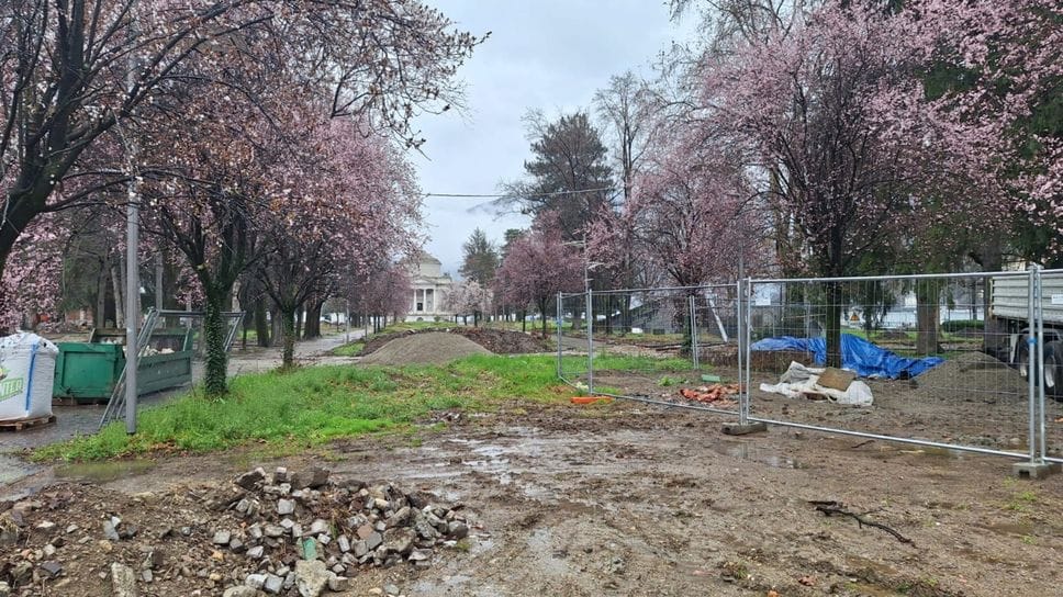 I ciliegi in fiore, la scorsa primavera, nel viale del Tempio Voltiano