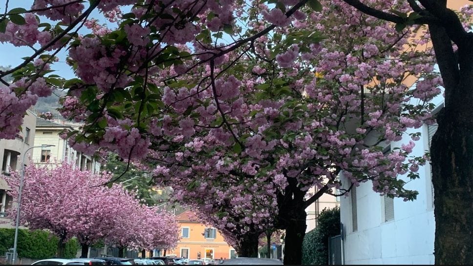 I ciliegi fioriti via XX settembre