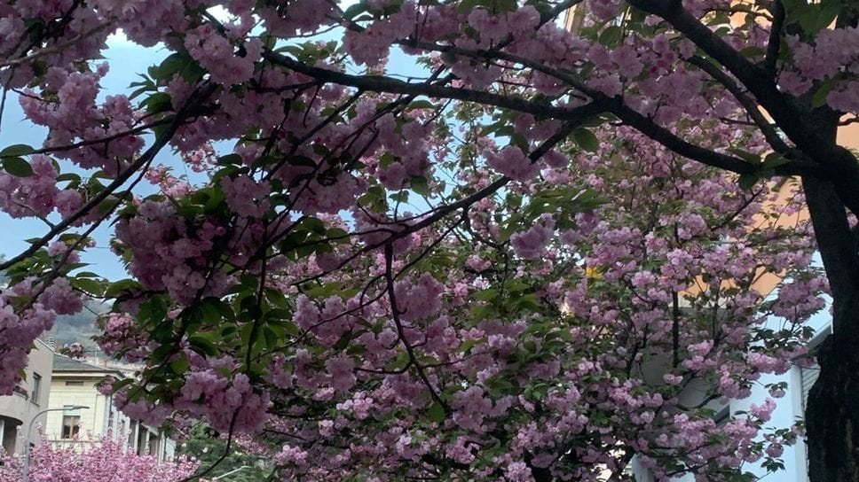 Ciliegi fioriti in via XX Settembre