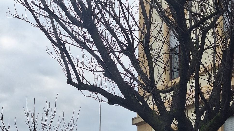 Uno dei ciliegi di via XX Settembre