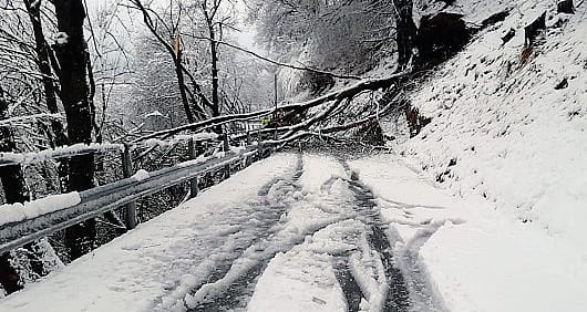 Un albero caduto sulla Sp 13 tra Pigra e Blessagno