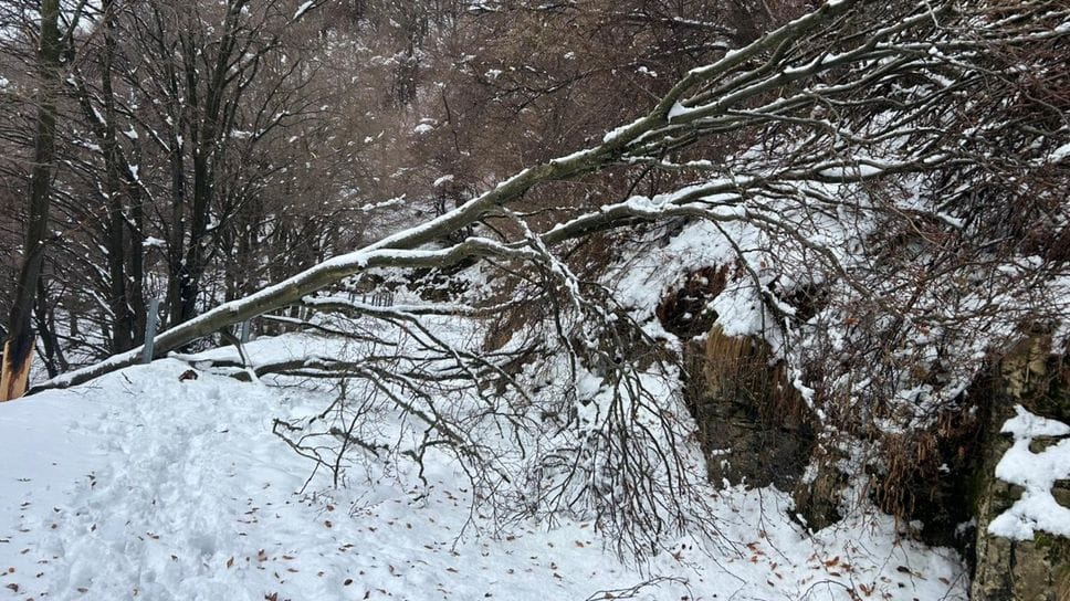 Numerose le piante cadute sulle strade comunale e provinciali