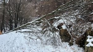 Numerose le piante cadute sulle strade comunale e provinciali