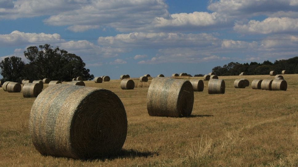 Le suggestioni che derivano al poeta dalla natura sono accompagnate da un uso parco e limpido delle parole