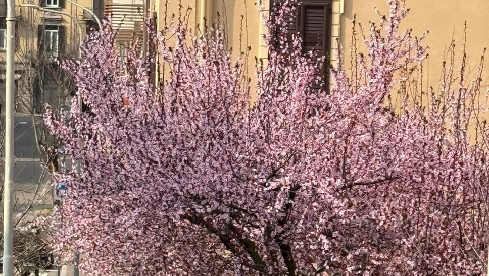 Proprio in questi giorni la fioritura dei ciliegi in via Venti Settembre
