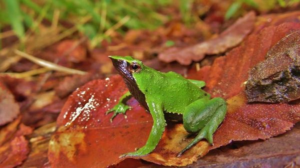 Il Cile conferma la tutela della rana di Darwin, a rischio di estinzione
