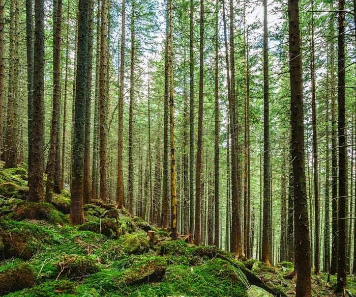 Le minacce alle foreste europee potrebbero raddoppiare entro il 2100
