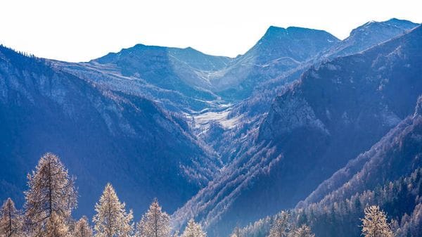 Banca del Dna dei boschi del Piemonte, i semi per il cambiamento climatico