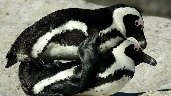 Openature acquisisce Zoomarine, dopo Zoom e Natura Viva