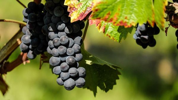 Il Dna dell'uva racconta 4mila anni di storia dei vini francesi 
