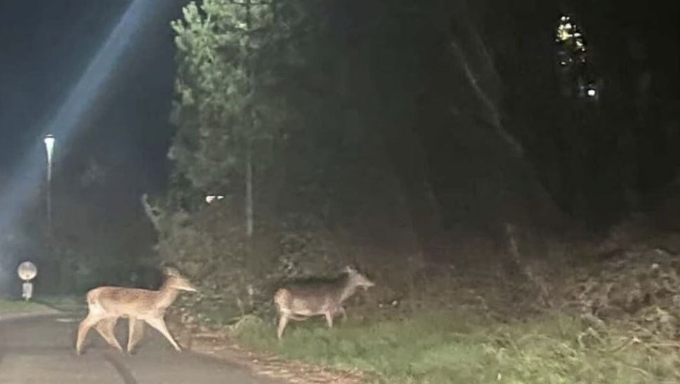 Attenzione agli animali selvatici: due daini attraversano la strada tra Olgiate e Lurate