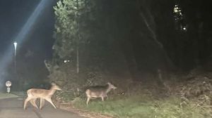 Attenzione agli animali selvatici: due daini attraversano la strada tra Olgiate e Lurate