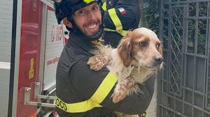 Insegue un uccellino e rimane bloccato: Rufus salvato dai vigili del fuoco 